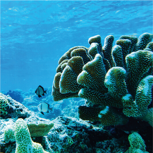 サンゴ保護